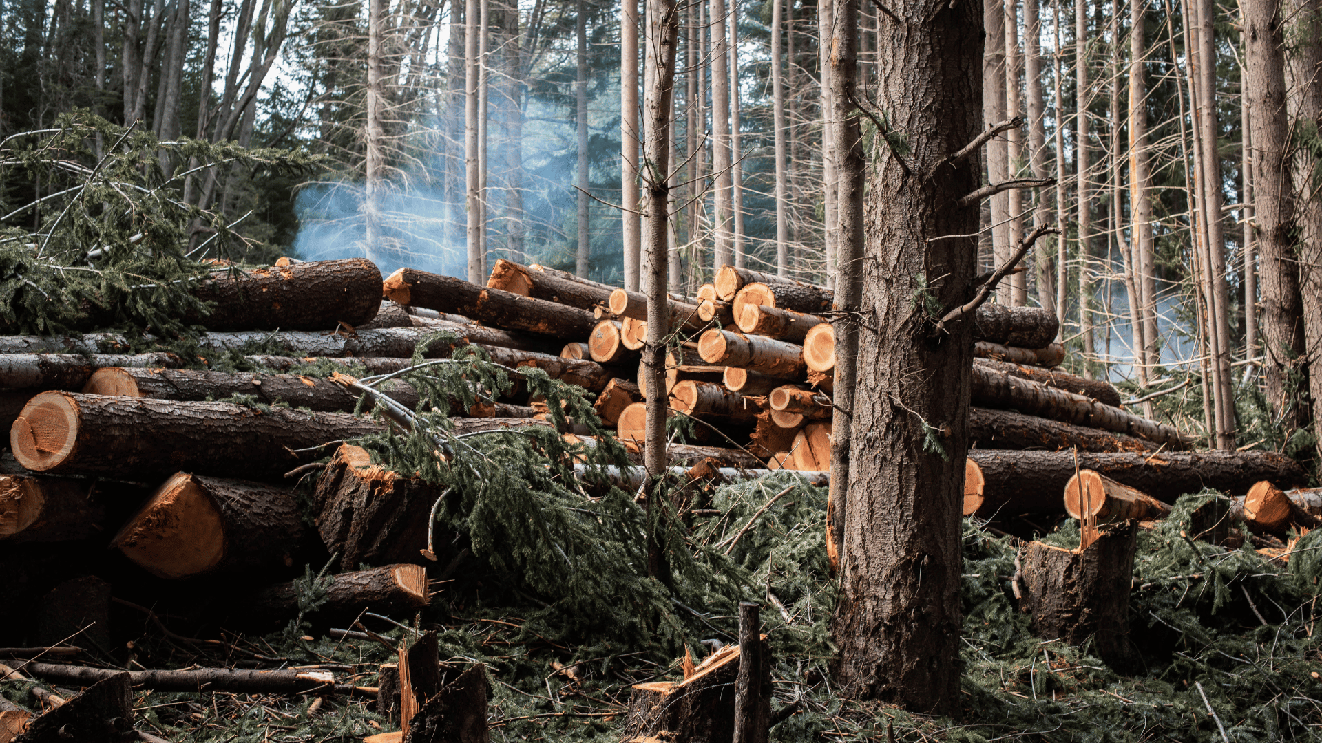 Stump grinding and yard clean-up project