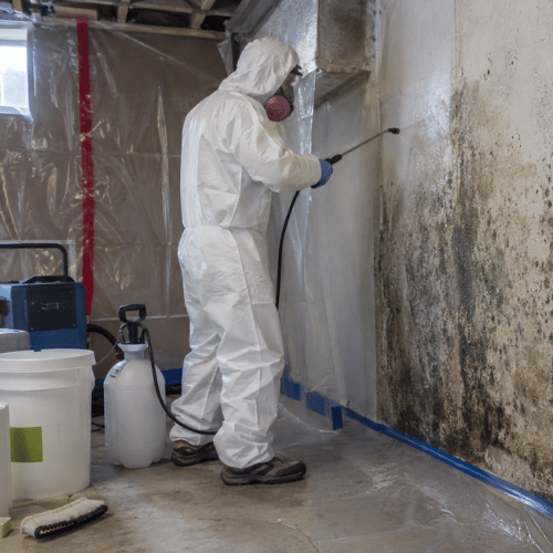 Mold Cleanup