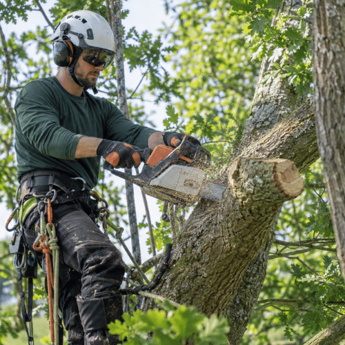 Tree Services