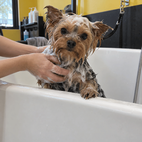 Dog bathing and grooming